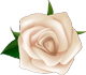 flower8
