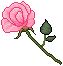 pink_rose